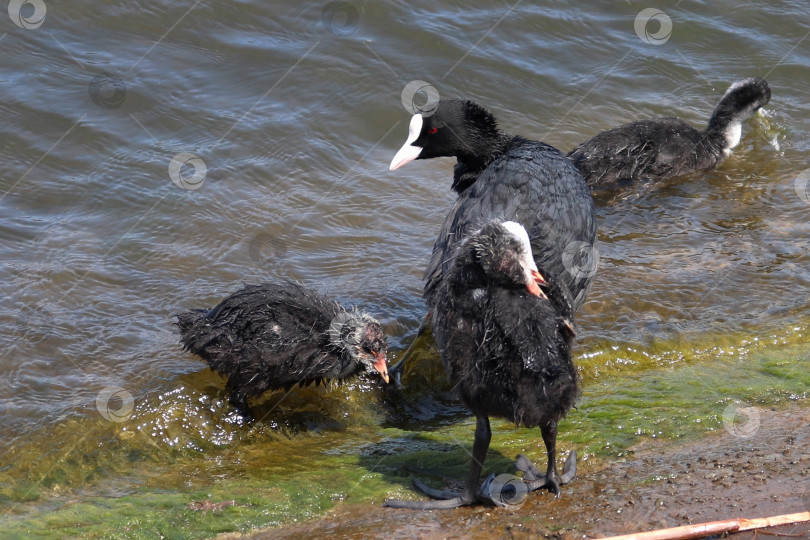 Скачать Обыкновенная лысуха (common coot, Australian coot, Fulica atra) на берегу. Молодь водоплавающей птицы резвится на берегу с родителем. Взрослая черная красноглазая водоплавающая птица с птенцом на набережной. Фото фотосток Ozero