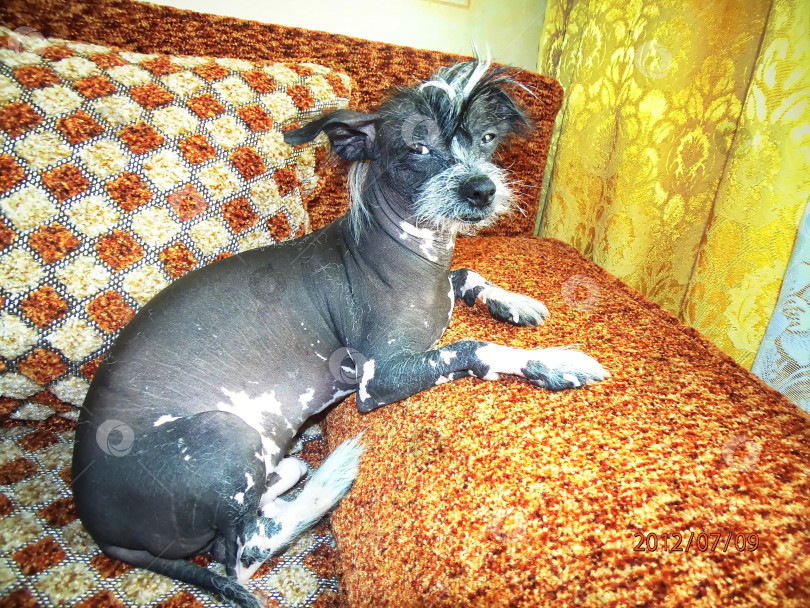 Скачать Китайская хохлатая собака фотосток Ozero