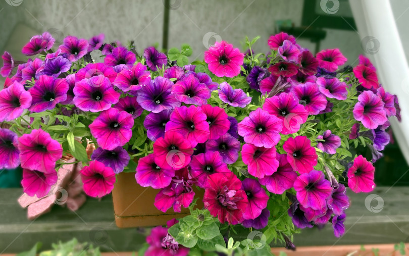 Скачать Петуния в горшке. фотосток Ozero