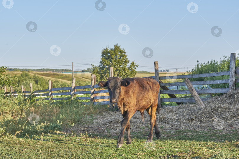 Скачать Любопытный молодой теленок в загоне с деревянным забором в деревенском стиле фотосток Ozero