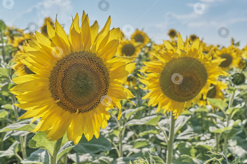 Скачать Яркие подсолнухи в поле в солнечный день фотосток Ozero