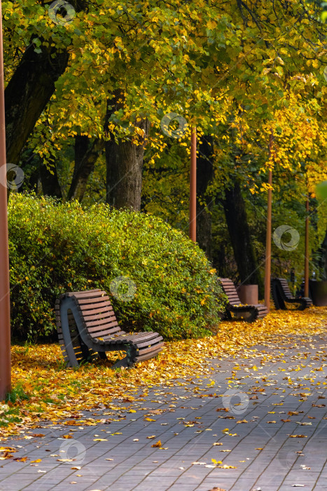 Скачать Золотая осень устилает тихую дорожку городского парка хрустящими листьями фотосток Ozero