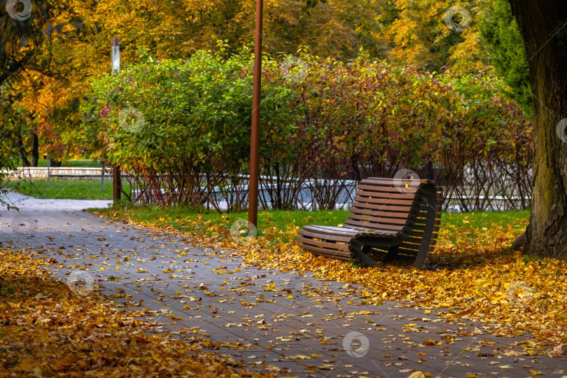 Скачать Длинная, обсаженная деревьями аллея в городском парке устлана разноцветными осенними листьями фотосток Ozero