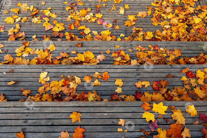 Скачать осенние листья на деревянных ступеньках городского парка горизонтальны фотосток Ozero