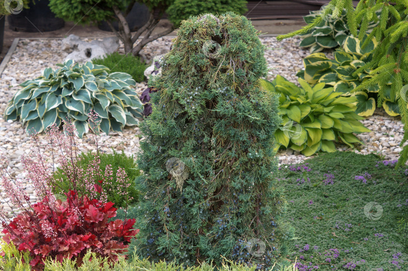 Скачать Можжевельник горизонтальный натамбе Можжевельник горизонтальный Вильтонии в сочетании с различными декоративными растениями фотосток Ozero