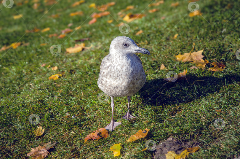 Скачать Молодая голубоглазая чайка на зеленой траве осенним утром фотосток Ozero