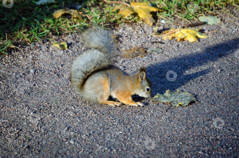 Скачать Рыжая белка с пушистым хвостом сидит на земле фотосток Ozero