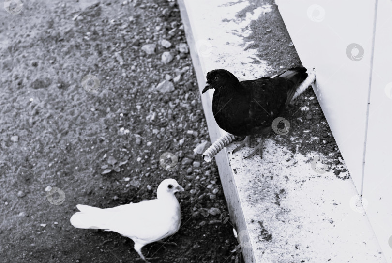 Скачать Птицы черный и белый голуби сидят на асфальте фотосток Ozero