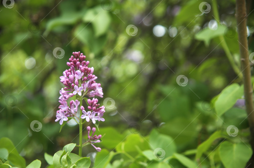 Скачать Сирень обыкновенная фотосток Ozero