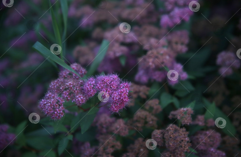 Скачать Цветок сиреневый красивый фотосток Ozero