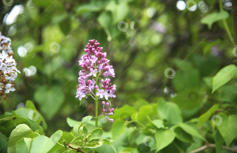 Скачать Сирень обыкновенная фотосток Ozero