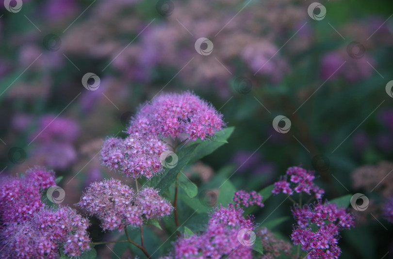 Скачать Цветок сиреневый красивый фотосток Ozero