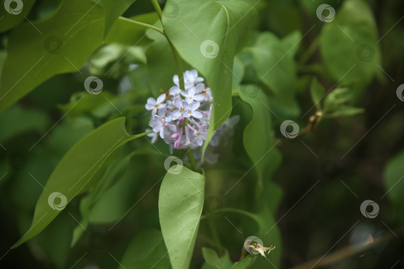 Скачать Сирень на ветке фотосток Ozero