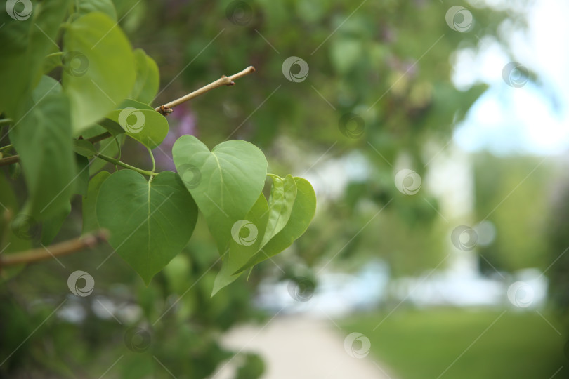 Скачать Ветка дерева с зелеными листьями фотосток Ozero