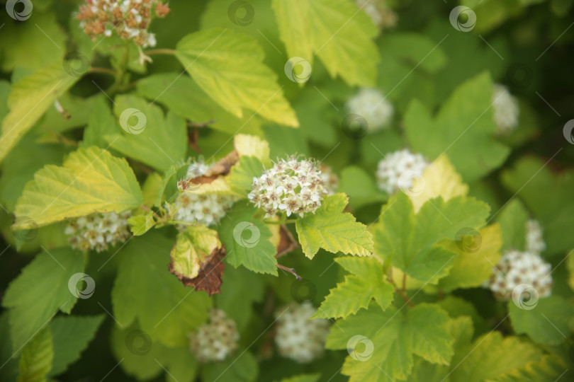 Скачать Кустарник с белыми цветами и зеленью фотосток Ozero