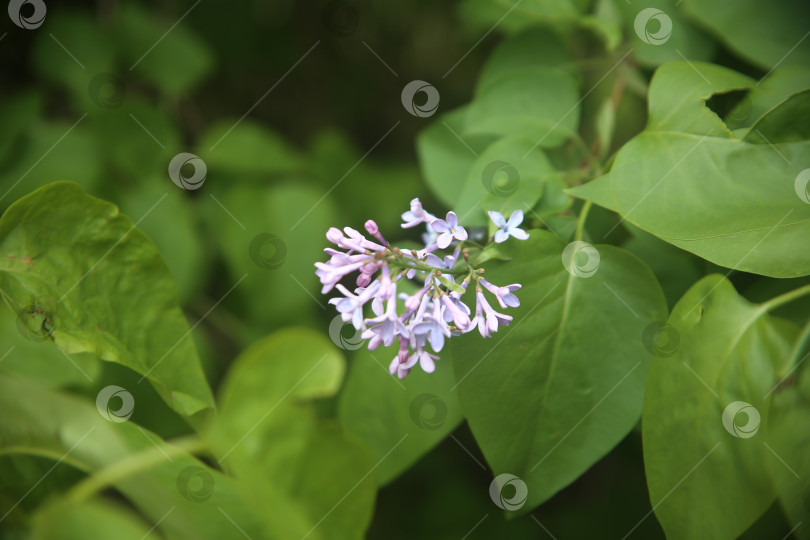 Скачать Цветы сирени в парке на ветке фотосток Ozero