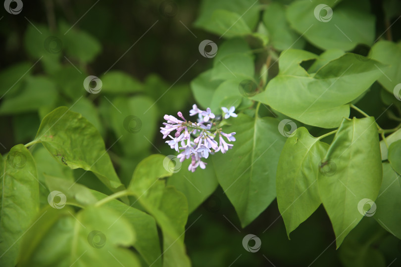Скачать Цветы сирени фотосток Ozero