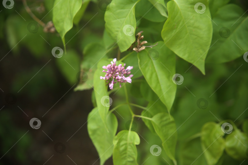 Скачать растения цветы сирень фотосток Ozero