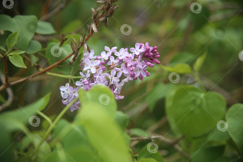 Скачать Сирень красивая в саду фотосток Ozero