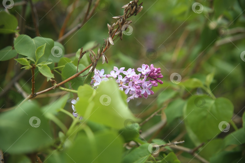 Скачать Цветы сирени в саду фотосток Ozero