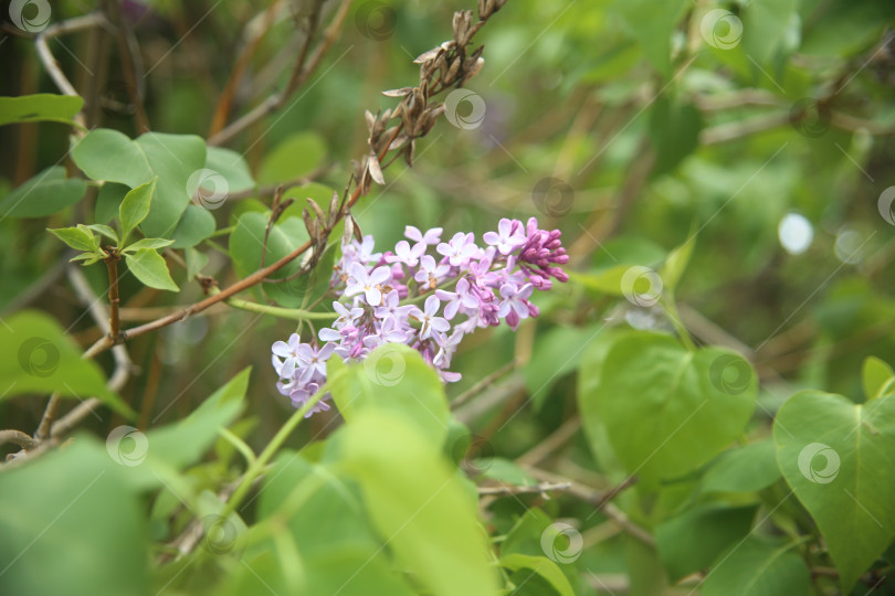 Скачать Цветы сирени в саду фотосток Ozero