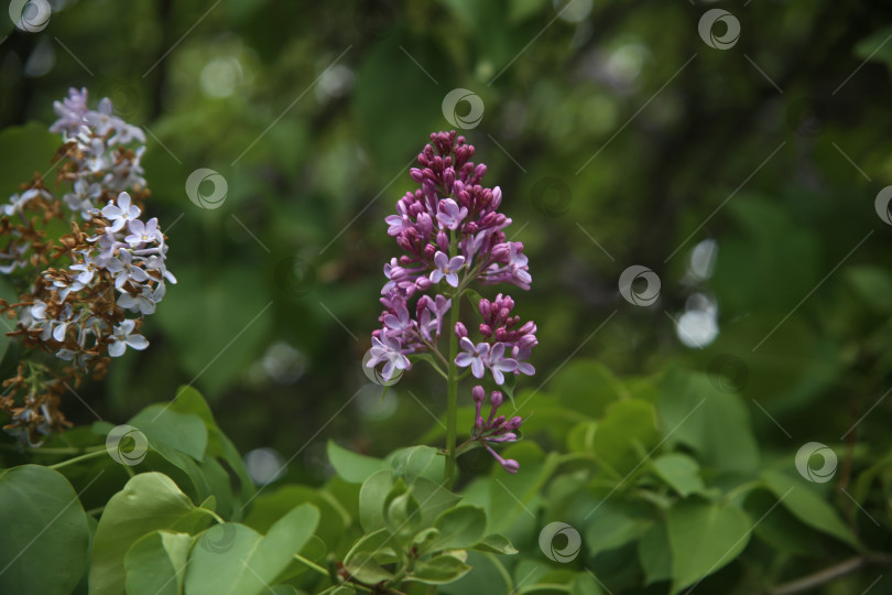 Скачать Цветы сирени фотосток Ozero