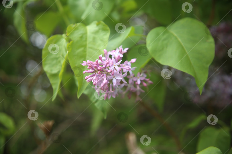 Скачать Сирень красивая в саду фотосток Ozero