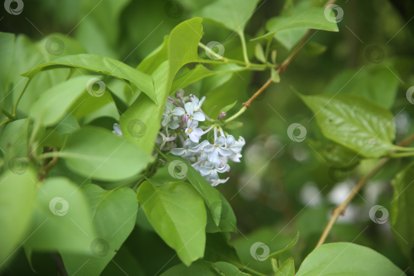 Скачать Кустарник с белыми цветами сирени и зеленью в парке фотосток Ozero