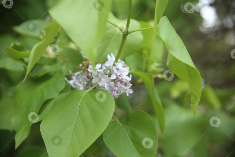Скачать Цветы сирени фотосток Ozero