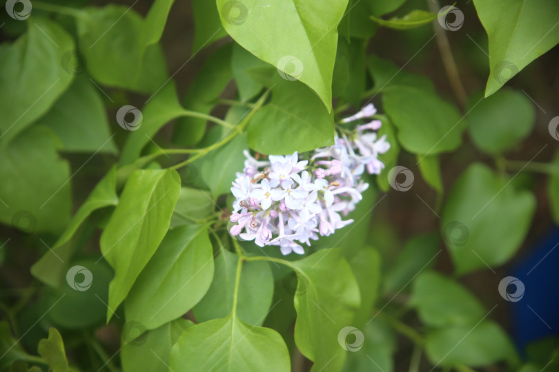 Скачать Цветы сирени фотосток Ozero