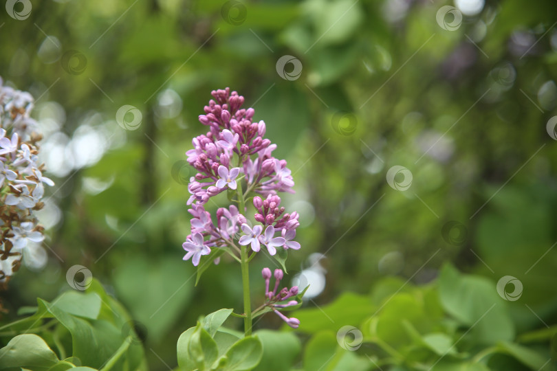 Скачать сирень цветы фотосток Ozero