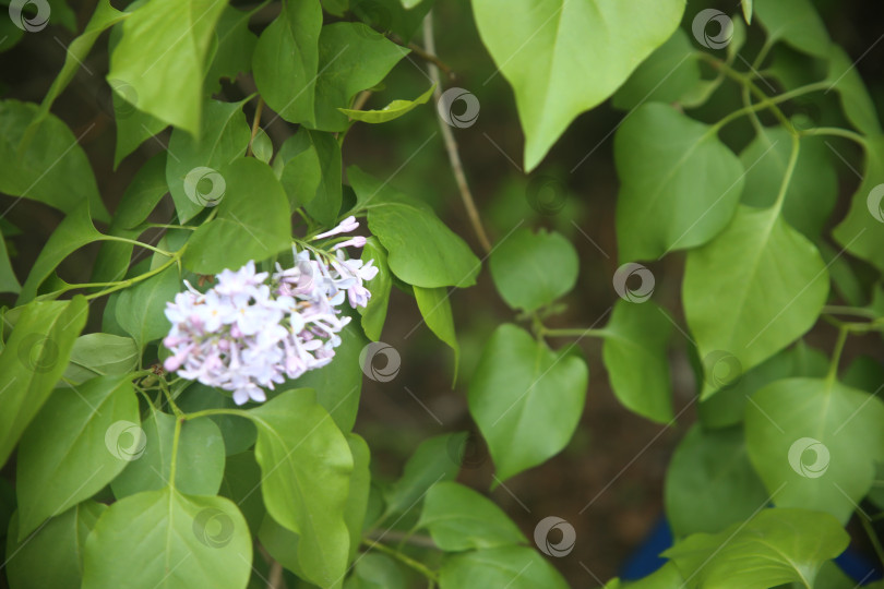 Скачать Цветы сирени фотосток Ozero