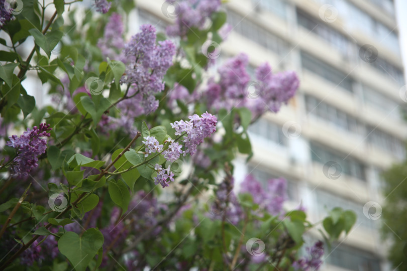 Скачать Цветы сирени фотосток Ozero