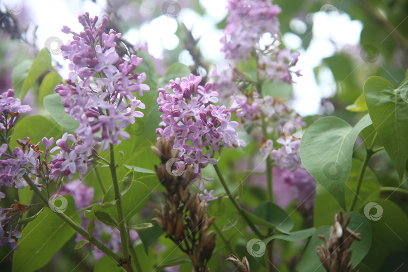 Скачать цветы сирени фотосток Ozero