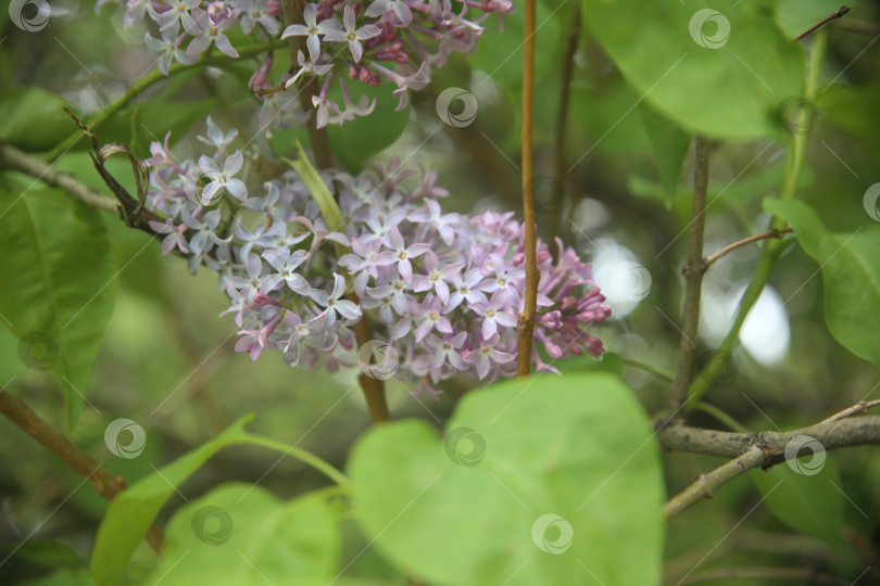 Скачать Цветки сирени фотосток Ozero