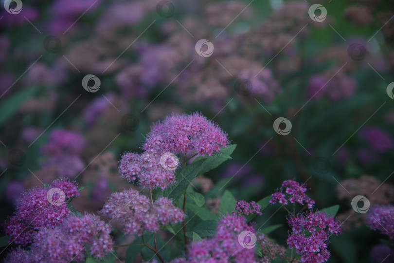 Скачать Цветок сиреневый красивый фотосток Ozero