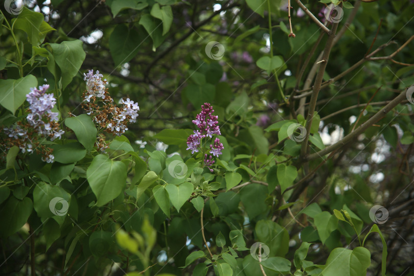 Скачать Цветы сирени фотосток Ozero