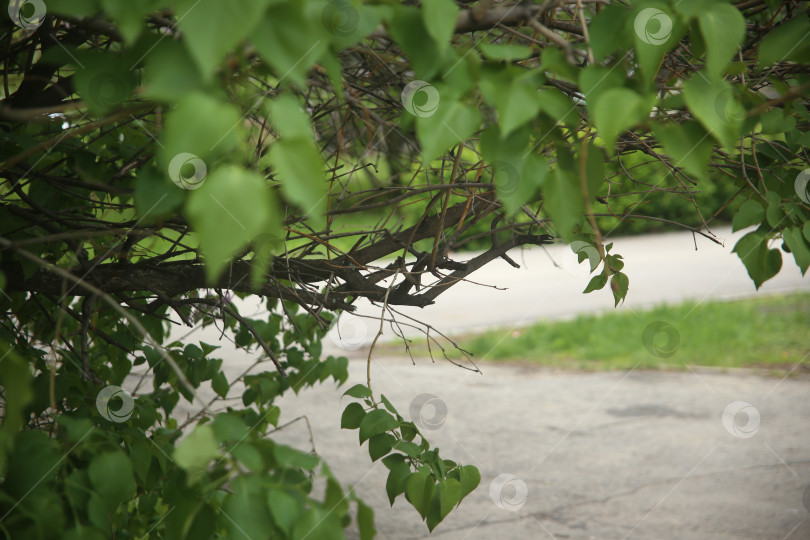 Скачать Деревья с цветами и зеленью в парке фотосток Ozero