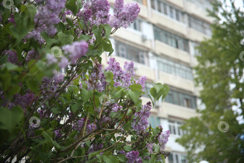 Скачать Цветы сирени цветущей фотосток Ozero