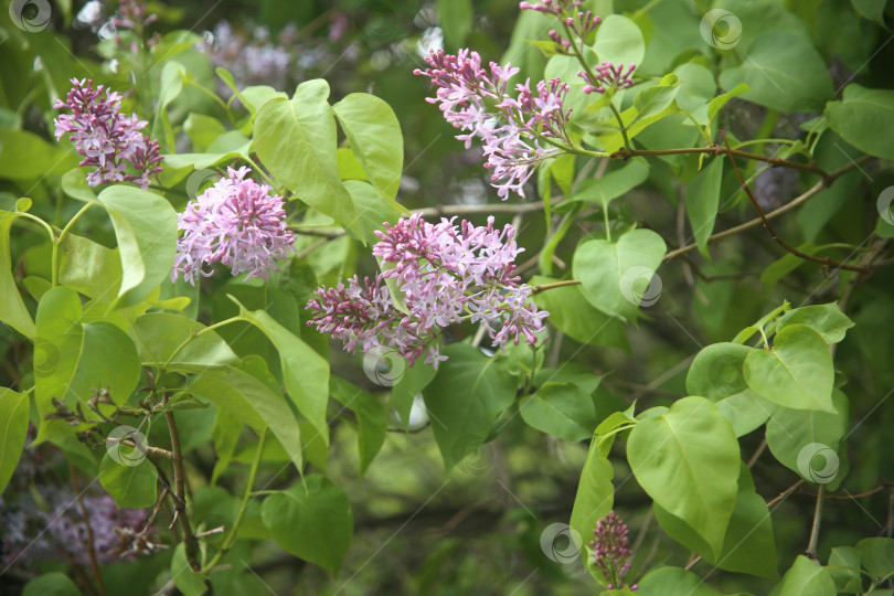 Скачать Цветы сирени фотосток Ozero