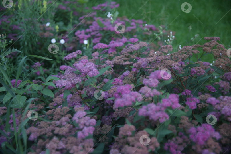 Скачать Цветок сиреневый в саду фотосток Ozero