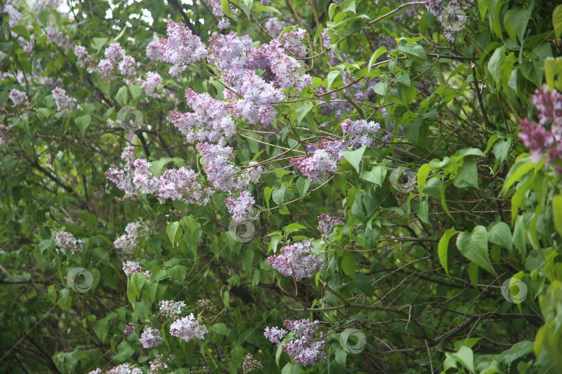 Скачать Куст сирени на ветке фотосток Ozero