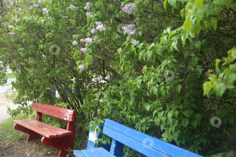 Скачать Ветка дерева с зелеными листьями и цветами фотосток Ozero