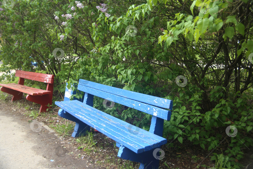 Скачать Ветка дерева с зелеными листьями и цветами сирени фотосток Ozero