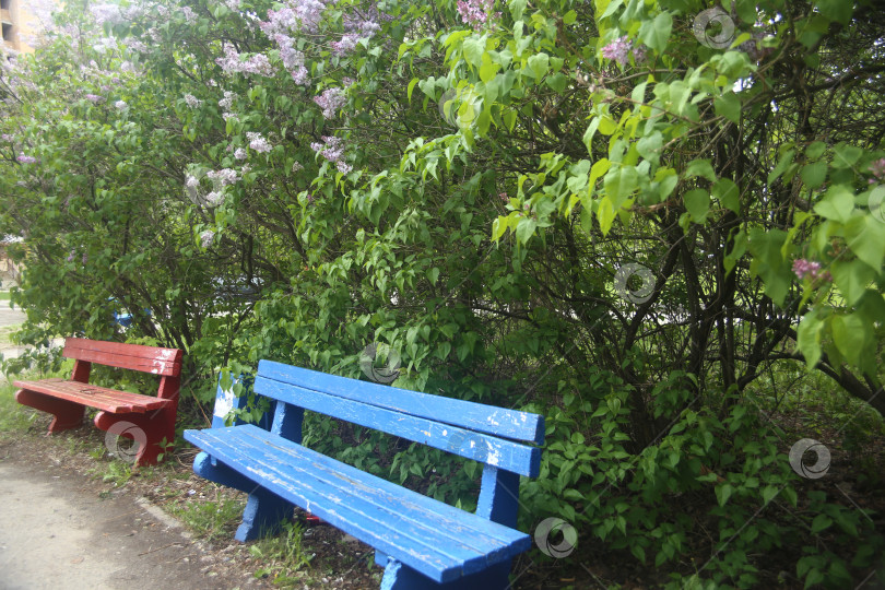 Скачать Ветка дерева с зелеными листьями фотосток Ozero