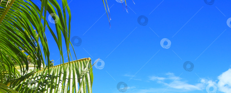 Скачать Голубое небо и пальма фотосток Ozero
