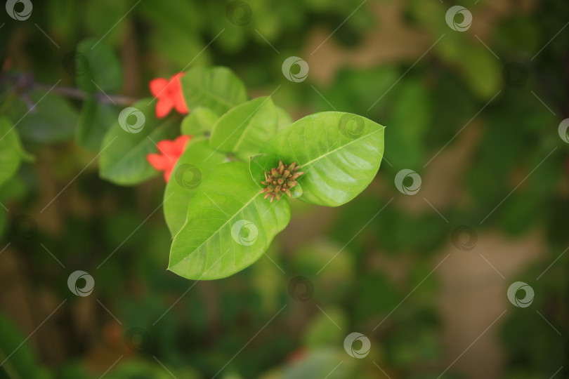 Скачать экзотические цветы фотосток Ozero