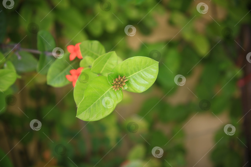 Скачать Цветы экзотические фотосток Ozero