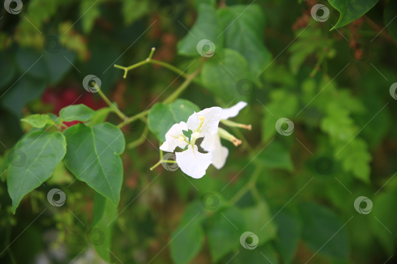 Скачать Белые цветы фотосток Ozero