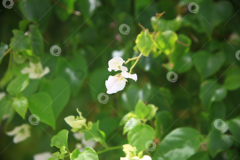 Скачать Цветы бугенвиллея в саду фотосток Ozero